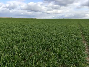 KWS DONOVAN 06.04.2025