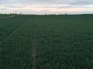 KWS Donovan 18.04.2025