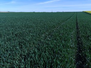 KWS Donovan 25.04.2025