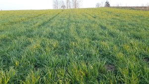 Mieszanka Podlaska Sowul&Sowul