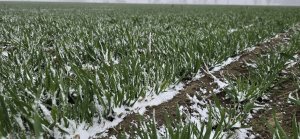 Owies ozimy KWS SNOWBIRD