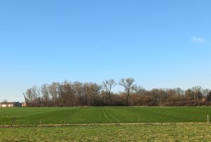 Pasy na łące