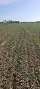 pszenica jara tybalt 