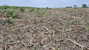 Pszenica ozima - 12.04.2025