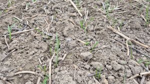 Pszenica ozima - 12.04.2025