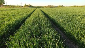 Pszenica ozima Arkadia