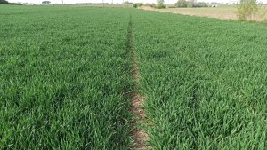 Pszenica ozima Banatus