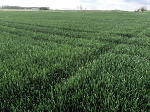 Pszenica ozima Elektra