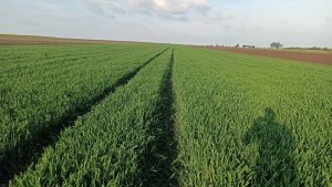 Pszenica ozima Pallas