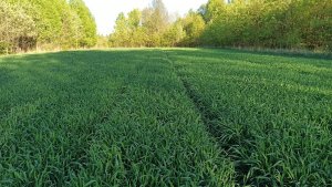 Pszenżyto ozime Carmelo