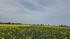 Rzepak ozimy - 21.04.2025