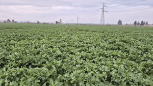 Rzepak ozimy DK Excited - 12.04.2025