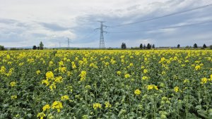 Rzepak ozimy DK Excited - 21.04.2025