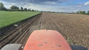 Siew kukurydzy 22.04.2025