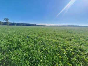Trawa farmsaat farmcut alfa protein