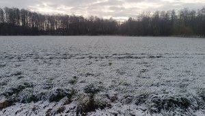 Trawa