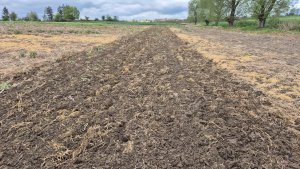uprawa poplonów pod kukurydzę 