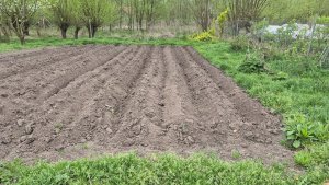 ziemniaczany ogródek 18.04.2025