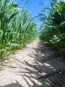 Pszenica ozima Euforia