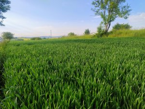 Pszenica ozima Diplom