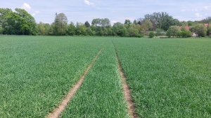 Jęczmień jary browarny