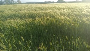 Jęczmień ozimy 🌾