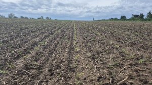 Kukurydza Pioneer P9279 -17.05.2025