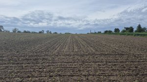 Kukurydza Pioneer P9279 -17.05.2025