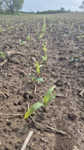 Kukurydza Pioneer P9279 -17.05.2025