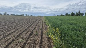 Kukurydza Pioneer P9279 -17.05.2025