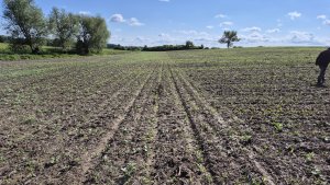 kukurydza Pioneer p9729