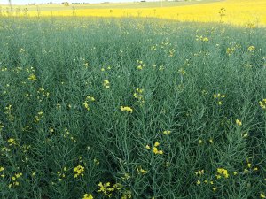 KWS derrick 26.05.2025