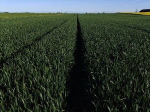 KWS Donovan 05.05.2025