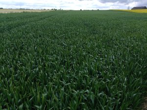 KWS Donovan 18.05.2025