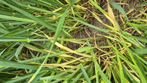 mączniak w pszenicy 