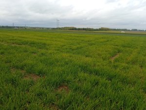 mieszanka owies-jęczmień