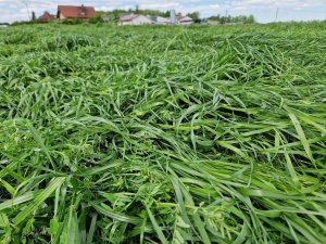 Mieszanka traw Landberska Plus DLF