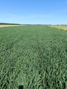 Owies ozimy RGT SOUTHWARK