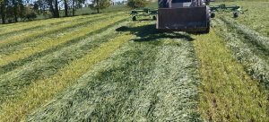 Przetrząsanie mieszkanki gorzowskiej.