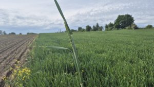Pszenica ozima Andorre - 17.05.2025