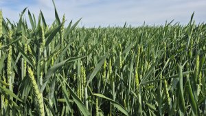 Pszenica ozima Andorre - 17.05.2025