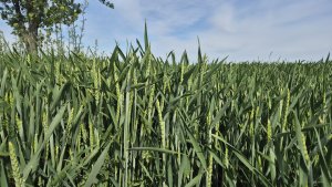 Pszenica ozima Andorre - 17.05.2025