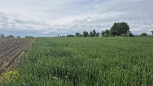 Pszenica ozima Andorre - 17.05.2025