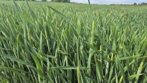 Pszenica ozima Andorre - 17.05.2025