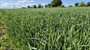 Pszenica ozima Andorre - 24.05.2025