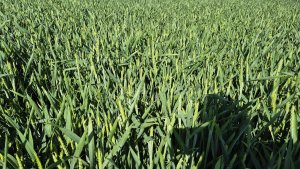 Pszenica ozima Andorre - 24.05.2025