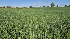 Pszenica ozima Andorre - 24.05.2025