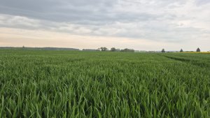 pszenica ozima Andorre 03.05.2025