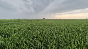 pszenica ozima Andorre 03.05.2025