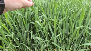 pszenica ozima Andorre 03.05.2025